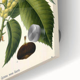 Vintage Botanical Illustration Art – Castanea vesca Wall Art