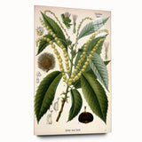 Vintage Botanical Illustration Art – Castanea vesca Wall Art