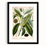Vintage Botanical Illustration Art – Castanea vesca Wall Art