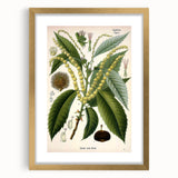 Vintage Botanical Illustration Art – Castanea vesca Wall Art