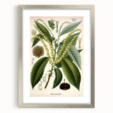 Vintage Botanical Illustration Art – Castanea vesca Wall Art