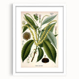 Vintage Botanical Illustration Art – Castanea vesca Wall Art