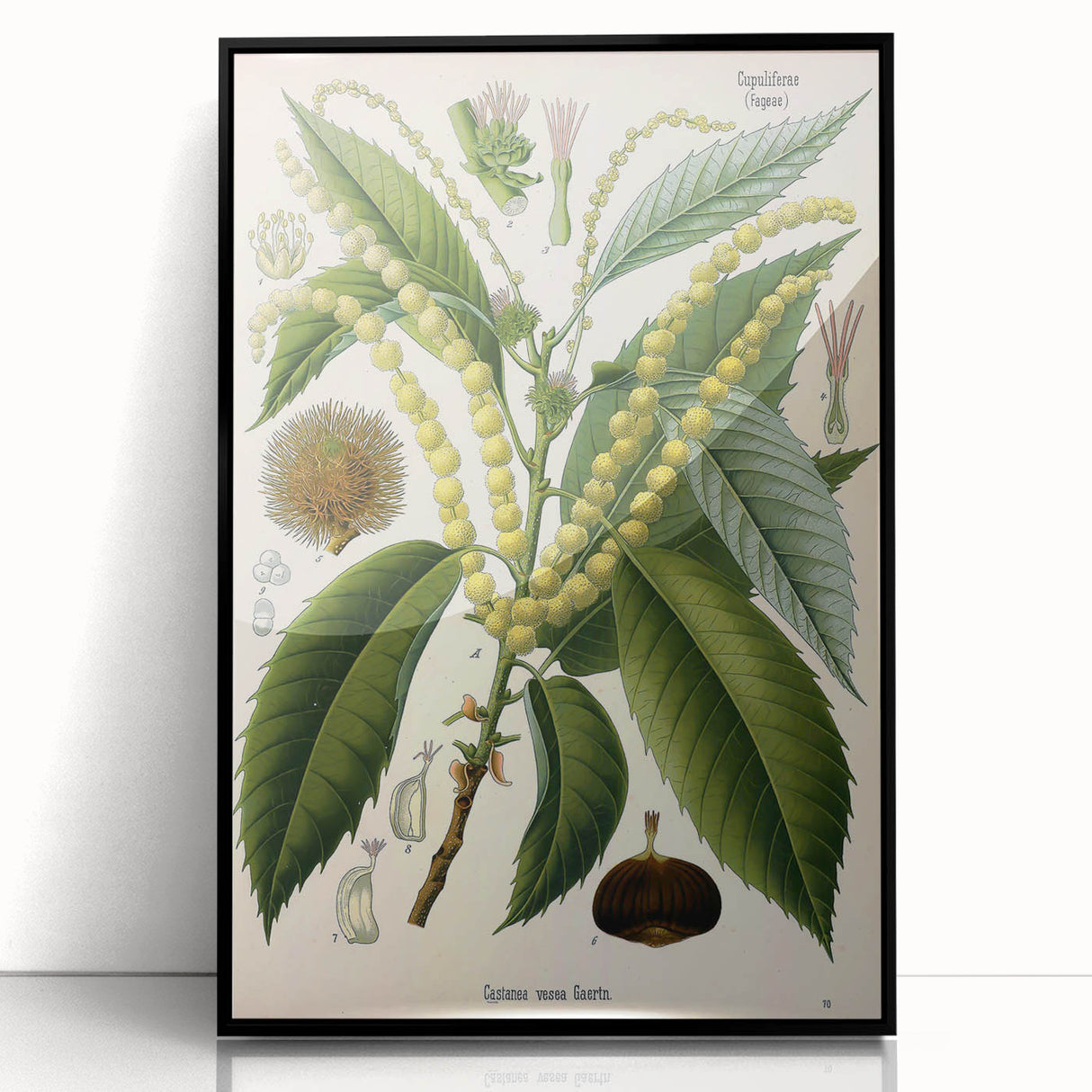 Vintage Botanical Illustration Art – Castanea vesca Wall Art