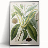 Vintage Botanical Illustration Art – Castanea vesca Wall Art