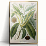 Vintage Botanical Illustration Art – Castanea vesca Wall Art