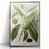 Vintage Botanical Illustration Art – Castanea vesca Wall Art