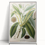 Vintage Botanical Illustration Art – Castanea vesca Wall Art