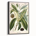 Vintage Botanical Illustration Art – Castanea vesca Wall Art