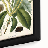 Vintage Botanical Illustration Art – Castanea vesca Wall Art