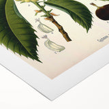 Vintage Botanical Illustration Art – Castanea vesca Wall Art