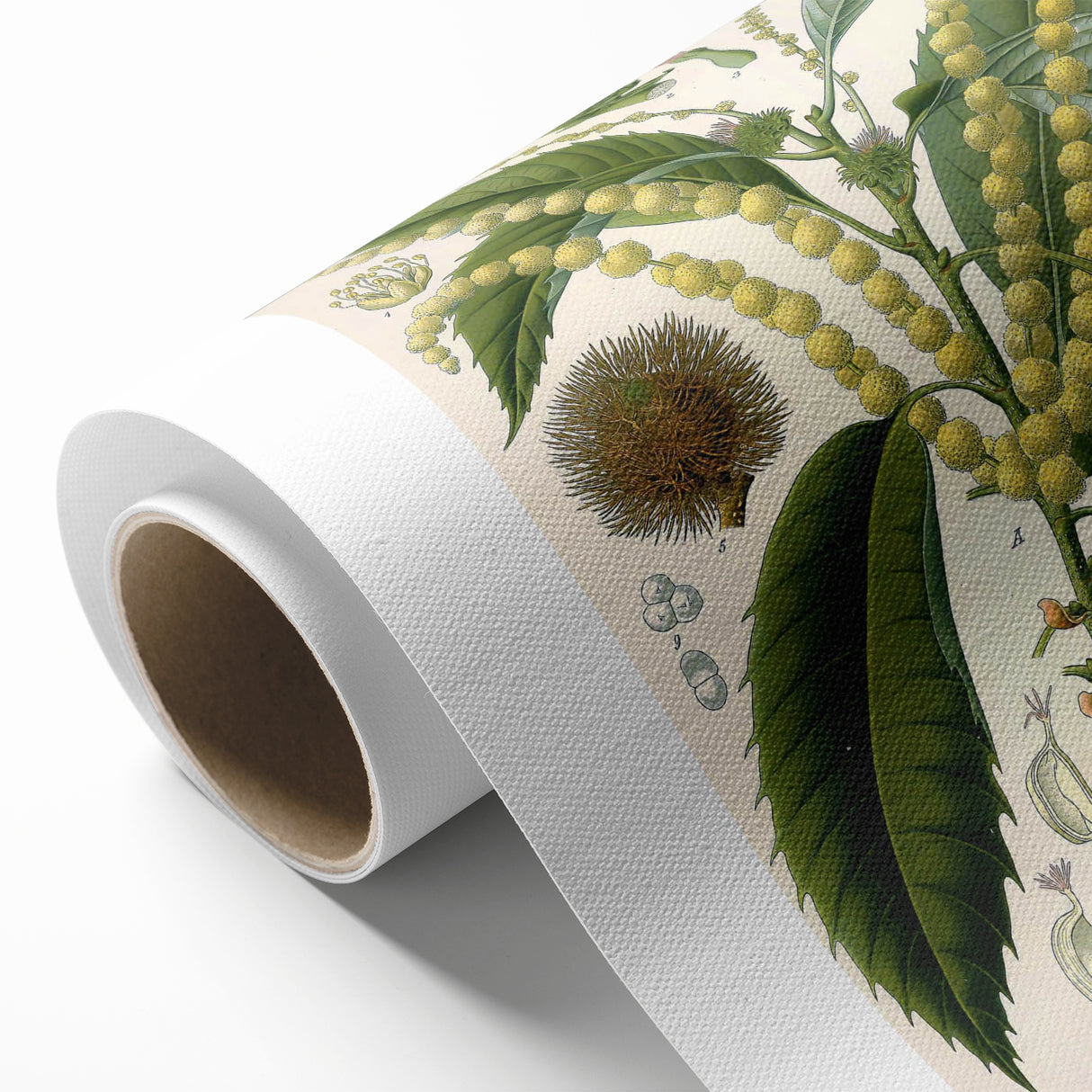 Vintage Botanical Illustration Art – Castanea vesca Wall Art