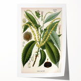 Vintage Botanical Illustration Art – Castanea vesca Wall Art