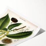 Vintage Botanical Illustration Art – Castanea vesca Wall Art