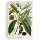 Vintage Botanical Illustration Art – Castanea vesca Wall Art