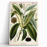 Vintage Botanical Illustration Art – Castanea vesca Wall Art