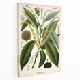 Vintage Botanical Illustration Art – Castanea vesca Wall Art