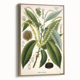 Vintage Botanical Illustration Art – Castanea vesca Wall Art