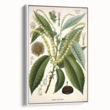 Vintage Botanical Illustration Art – Castanea vesca Wall Art