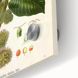 Vintage Botanical Illustration Art – Castilloa elastica Wall Art