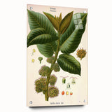 Vintage Botanical Illustration Art – Castilloa elastica Wall Art