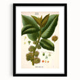 Vintage Botanical Illustration Art – Castilloa elastica Wall Art
