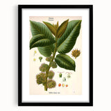 Vintage Botanical Illustration Art – Castilloa elastica Wall Art