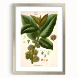 Vintage Botanical Illustration Art – Castilloa elastica Wall Art