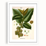Vintage Botanical Illustration Art – Castilloa elastica Wall Art