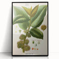 Vintage Botanical Illustration Art – Castilloa elastica Wall Art