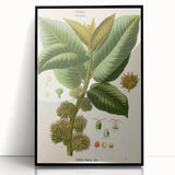 Vintage Botanical Illustration Art – Castilloa elastica Wall Art