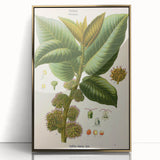 Vintage Botanical Illustration Art – Castilloa elastica Wall Art