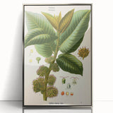 Vintage Botanical Illustration Art – Castilloa elastica Wall Art