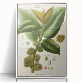 Vintage Botanical Illustration Art – Castilloa elastica Wall Art