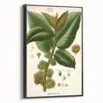 Vintage Botanical Illustration Art – Castilloa elastica Wall Art