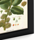 Vintage Botanical Illustration Art – Castilloa elastica Wall Art