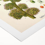 Vintage Botanical Illustration Art – Castilloa elastica Wall Art