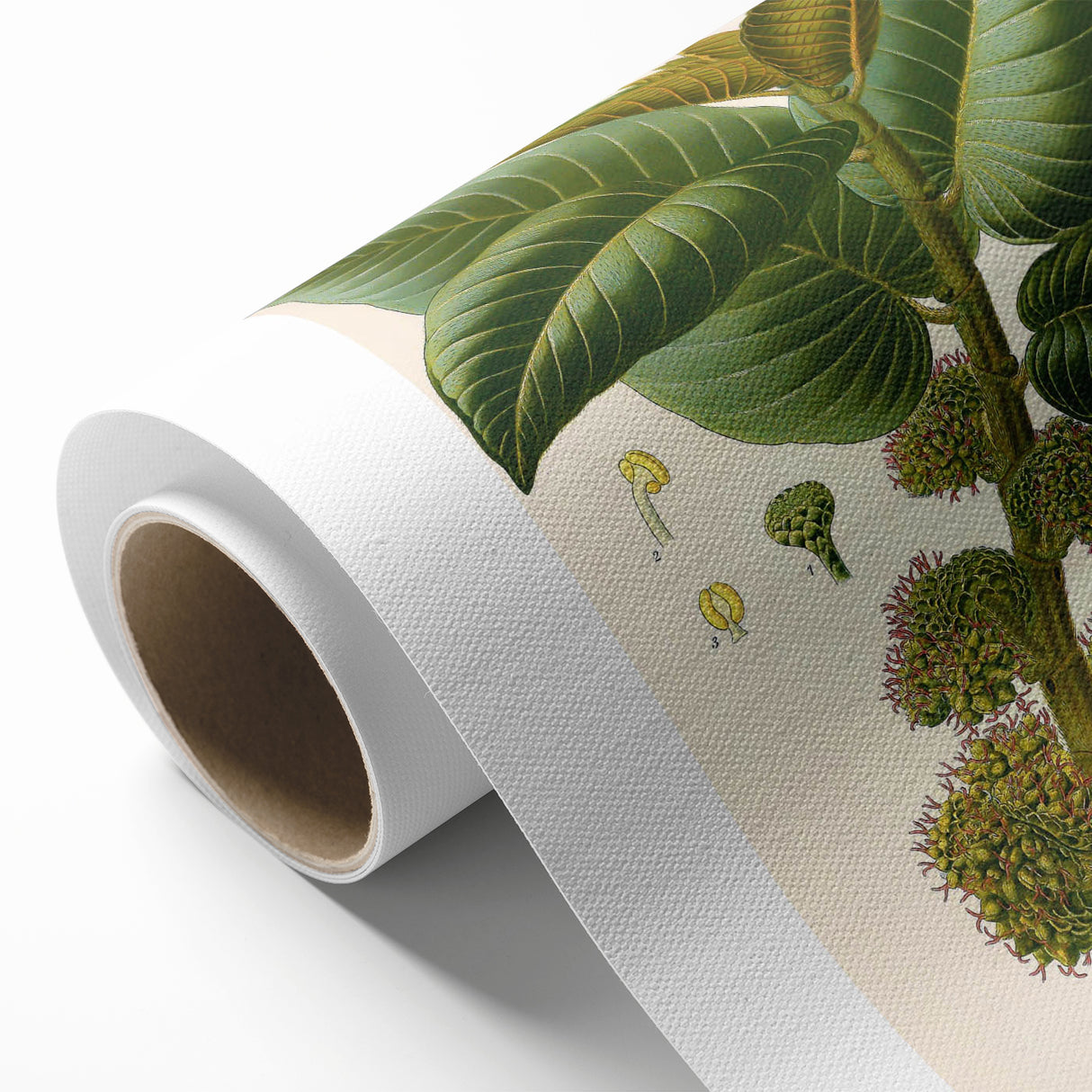 Vintage Botanical Illustration Art – Castilloa elastica Wall Art