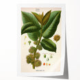 Vintage Botanical Illustration Art – Castilloa elastica Wall Art