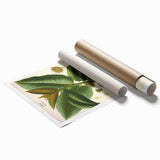 Vintage Botanical Illustration Art – Castilloa elastica Wall Art