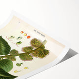 Vintage Botanical Illustration Art – Castilloa elastica Wall Art
