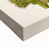 Vintage Botanical Illustration Art – Castilloa elastica Wall Art