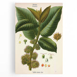 Vintage Botanical Illustration Art – Castilloa elastica Wall Art