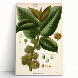 Vintage Botanical Illustration Art – Castilloa elastica Wall Art