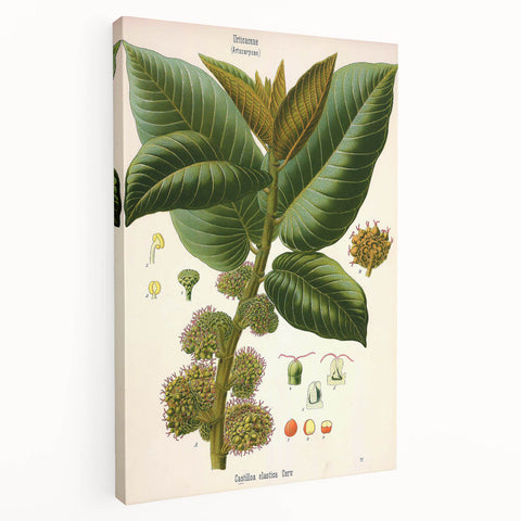 Vintage Botanical Illustration Art – Castilloa elastica Wall Art