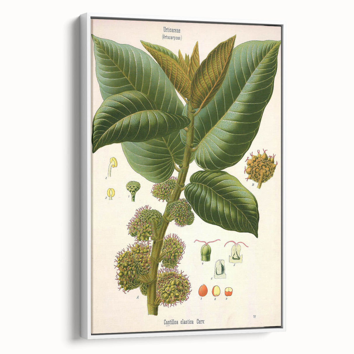 Vintage Botanical Illustration Art – Castilloa elastica Wall Art