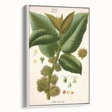 Vintage Botanical Illustration Art – Castilloa elastica Wall Art