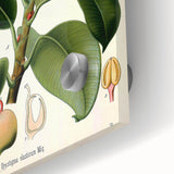 Vintage Botanical Illustration Art – Urostigma elasticum Wall Art