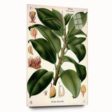 Vintage Botanical Illustration Art – Urostigma elasticum Wall Art