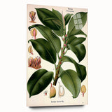 Vintage Botanical Illustration Art – Urostigma elasticum Wall Art