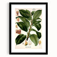 Vintage Botanical Illustration Art – Urostigma elasticum Wall Art